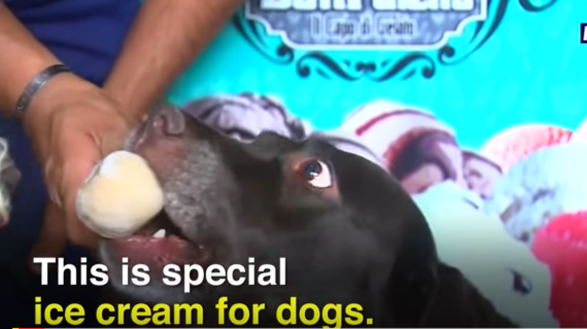 Ice cream parlour for dogs! (video)